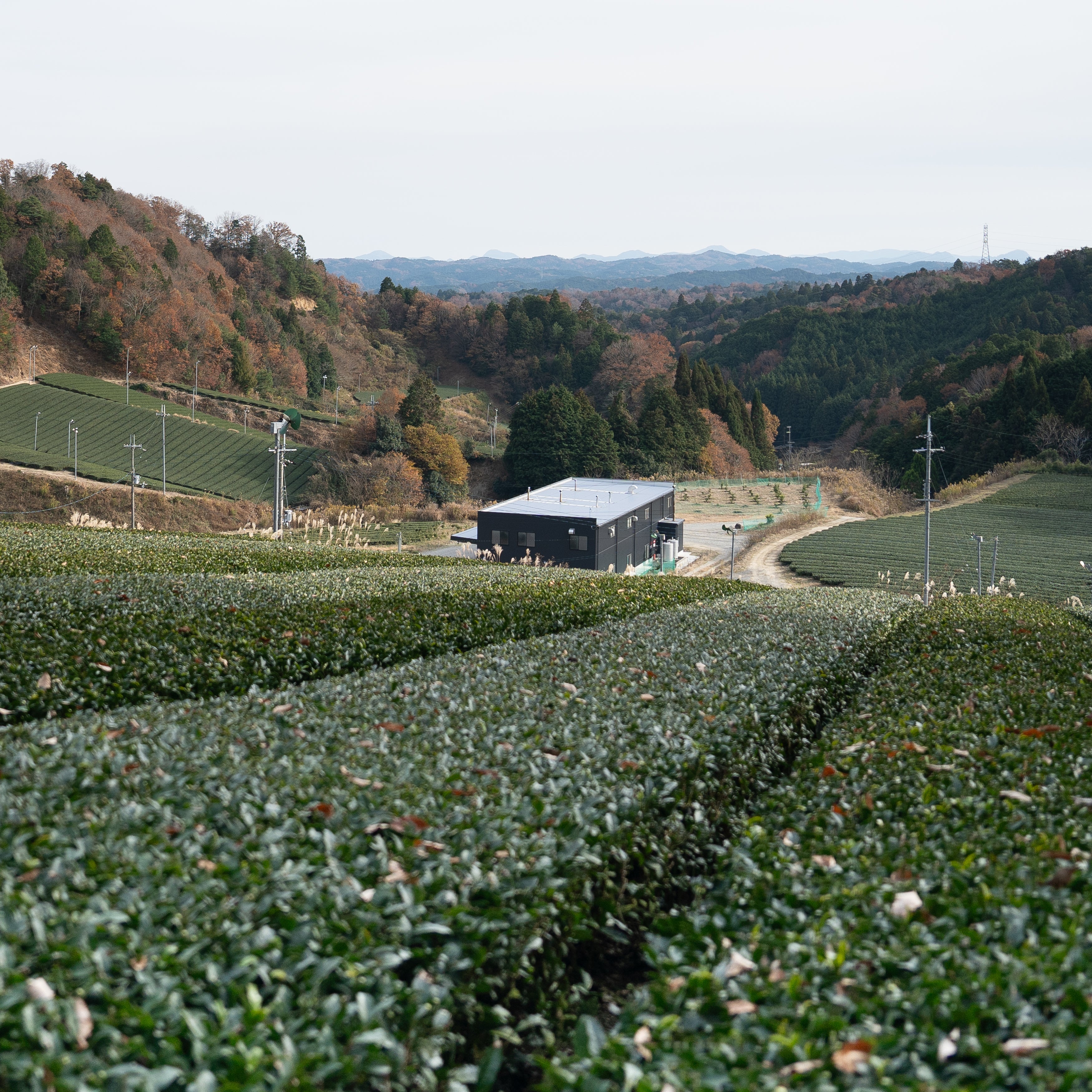 Kabuse Sencha AIOI