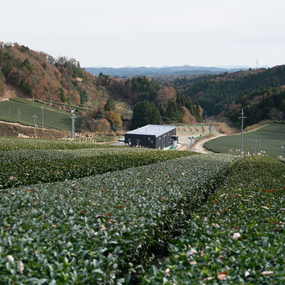 Kabuse Sencha KIU